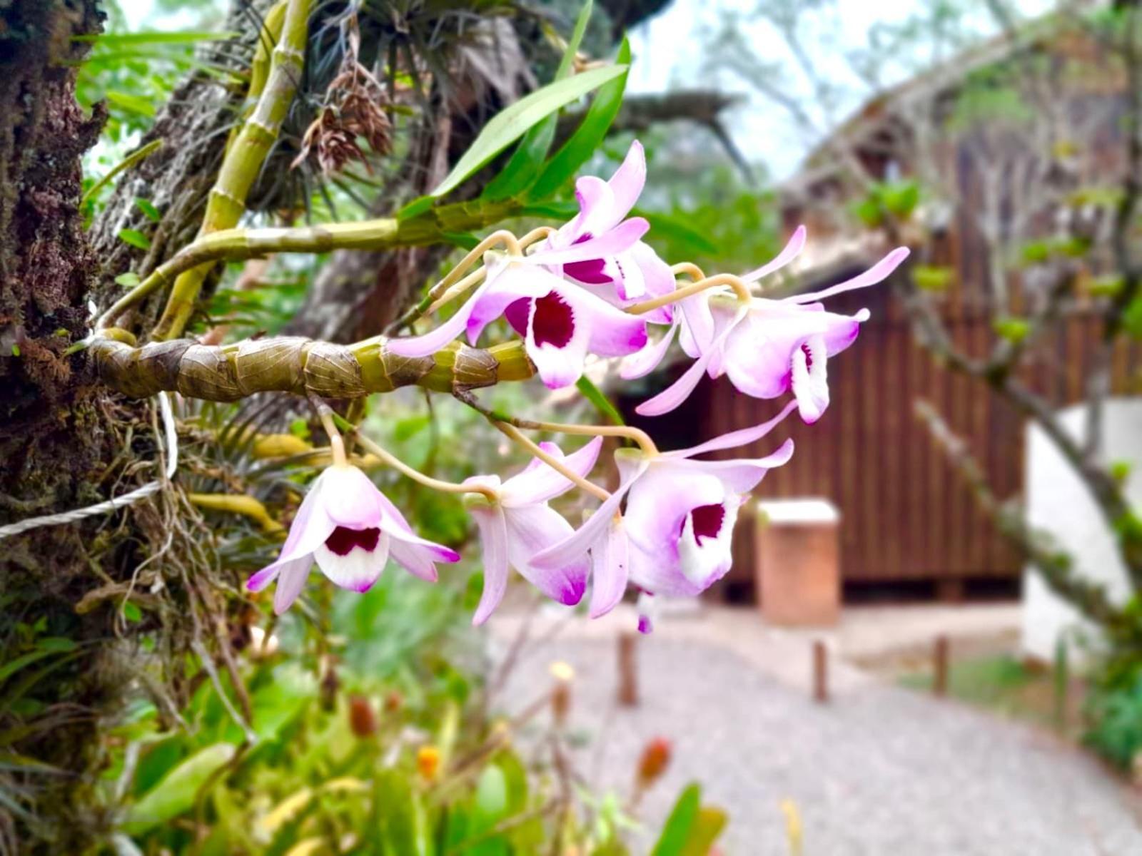 Recanto Das Bromelias Chales Guarda do Embaú Exteriör bild