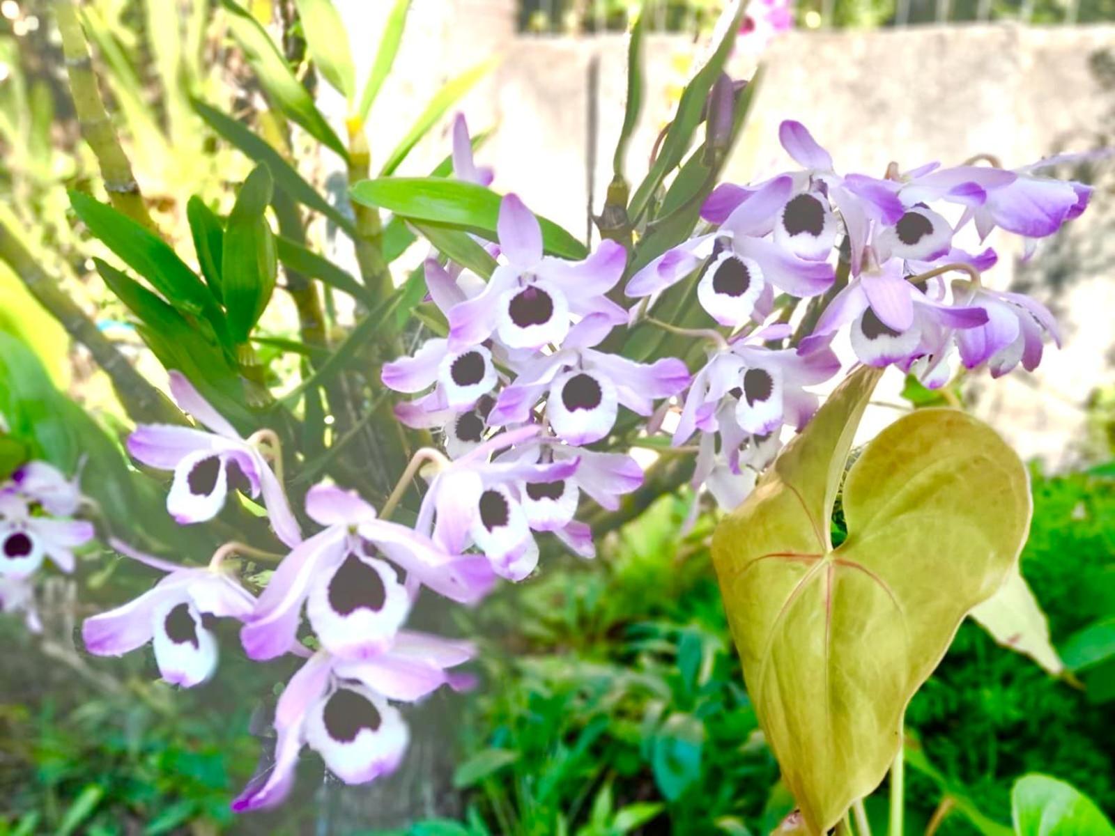 Recanto Das Bromelias Chales Guarda do Embaú Exteriör bild