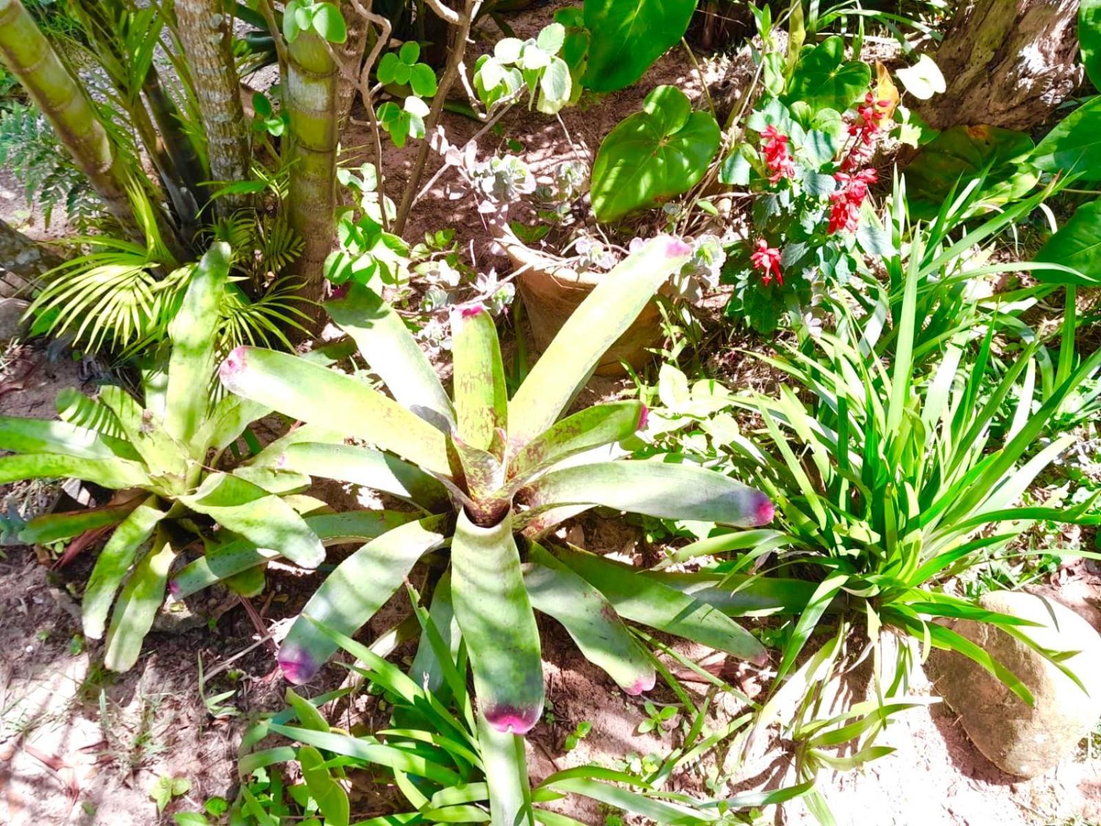 Recanto Das Bromelias Chales Guarda do Embaú Exteriör bild