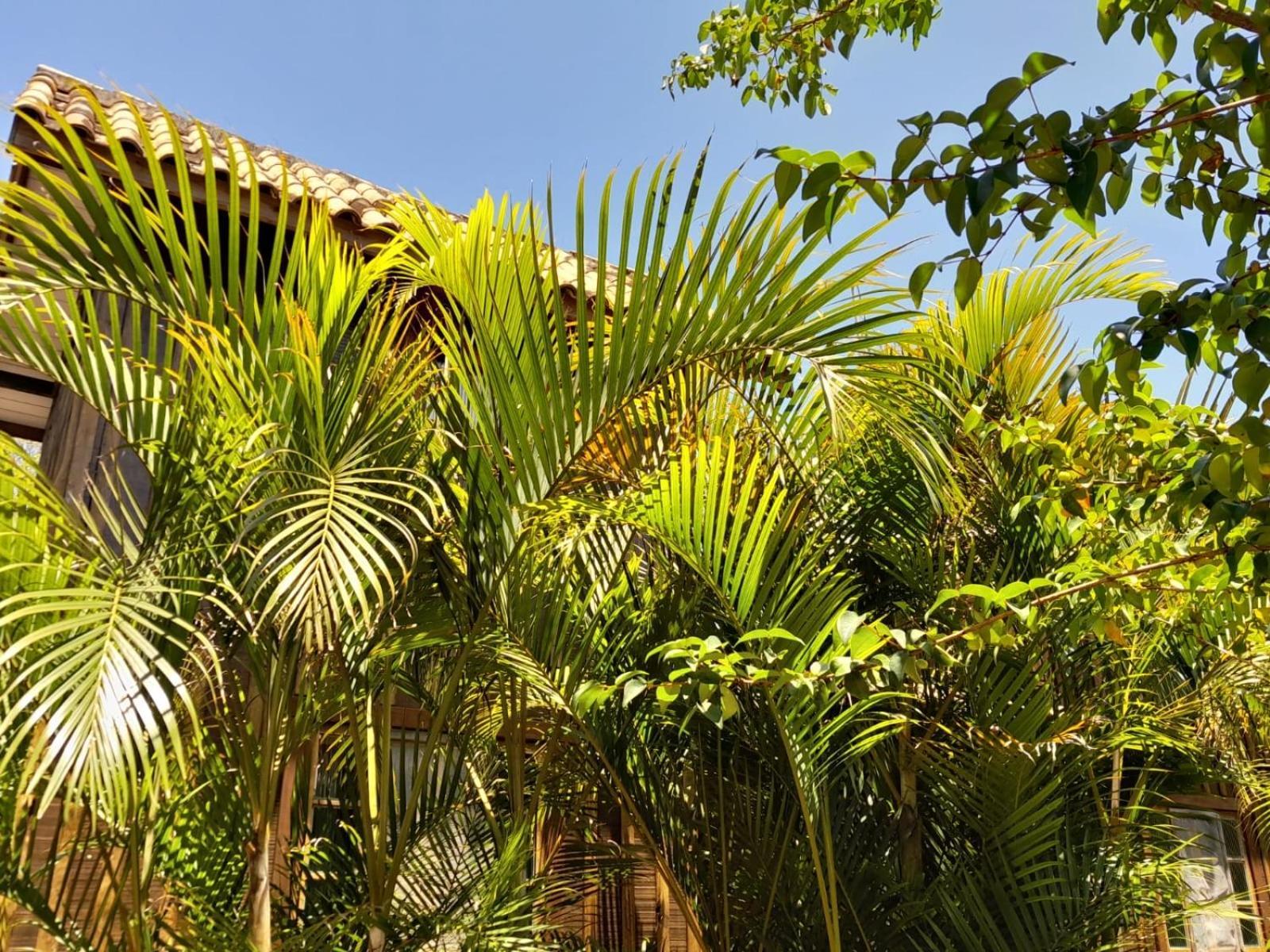 Recanto Das Bromelias Chales Guarda do Embaú Exteriör bild